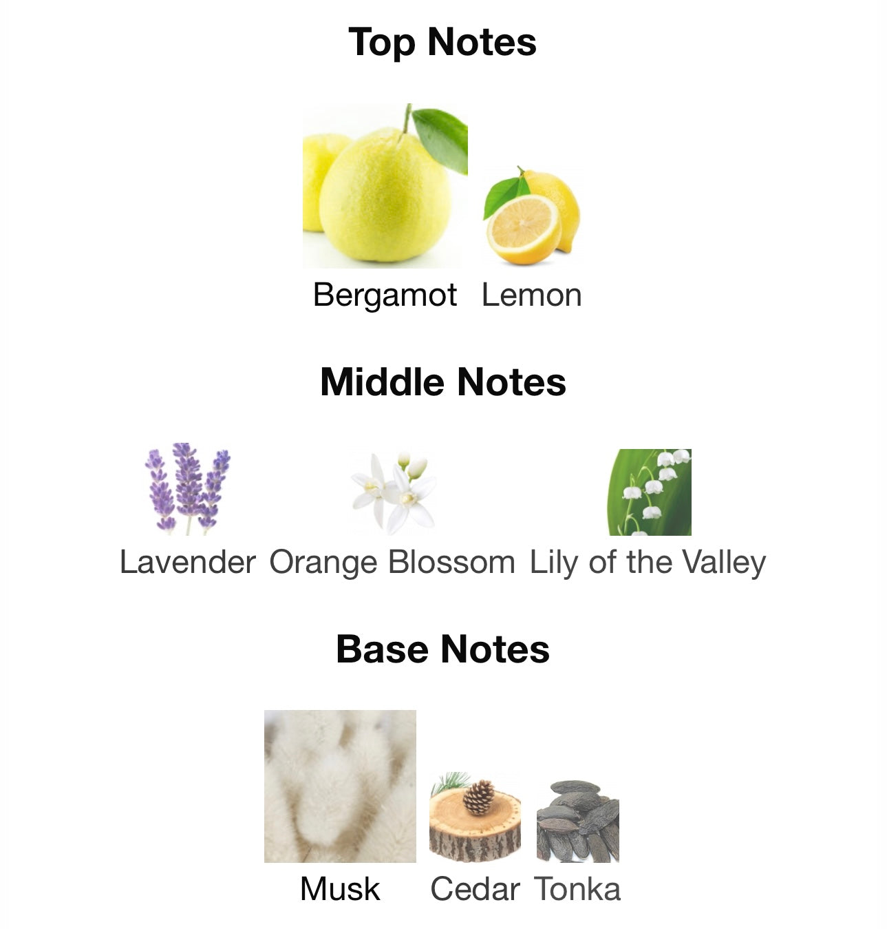 Orto Parisi Bergamask