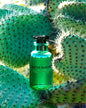 Cactus Garden